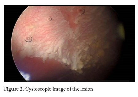 Figure 2.jpg