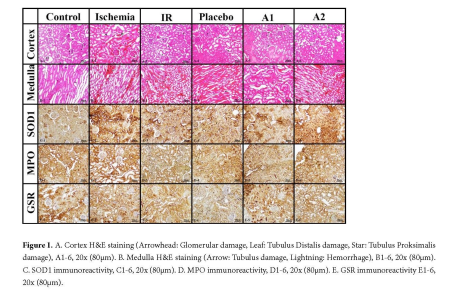 Figure 1.jpg